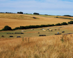 Cross country course