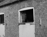 Stables